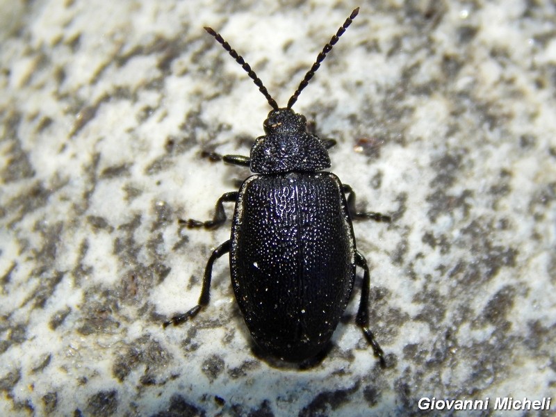 Serie di Chrysomelidae del Parco del Ticino